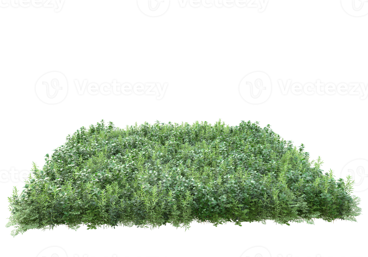 Grass with flowers isolated on transparent background. 3d rendering - illustration png