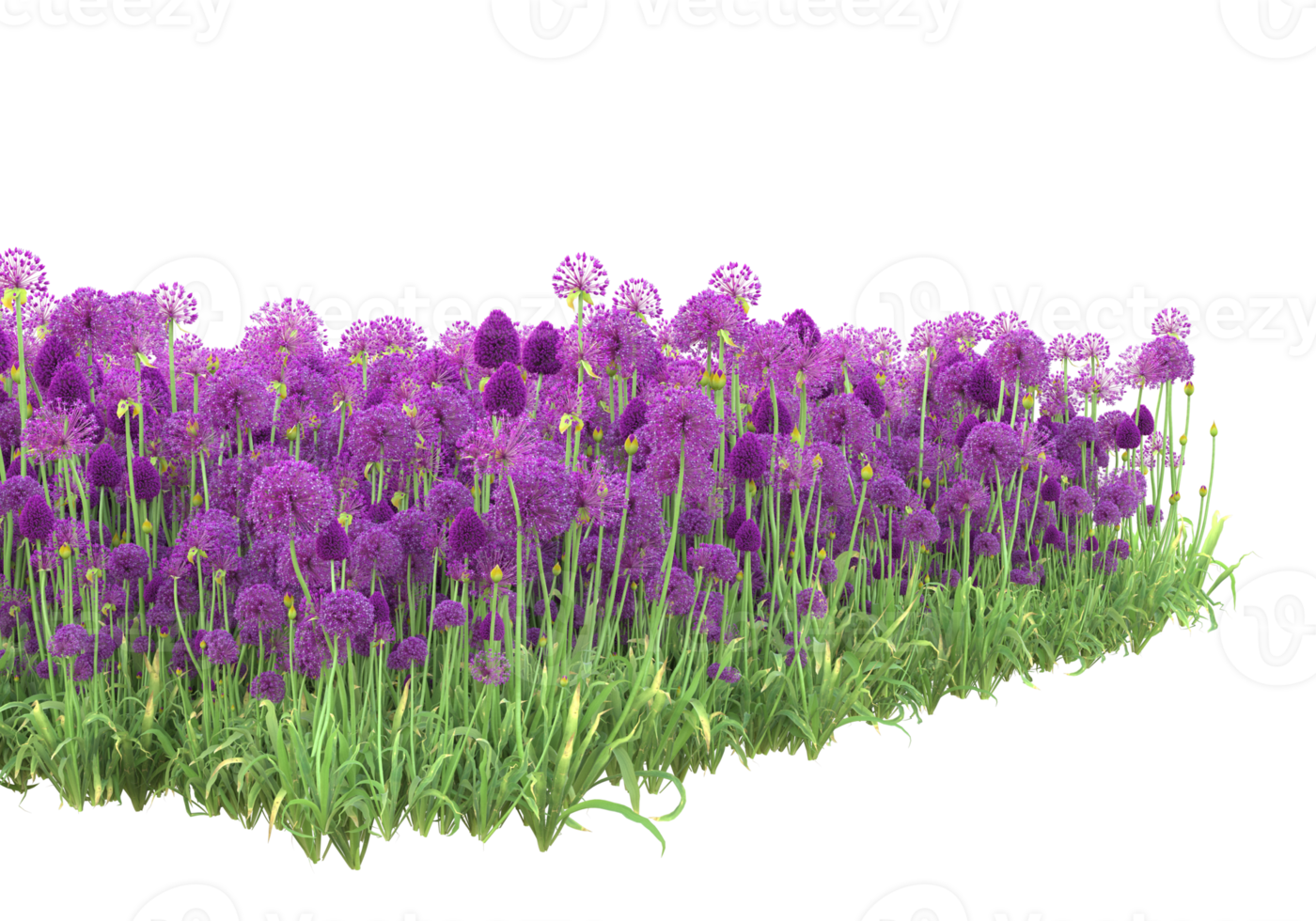 Grass with flowers isolated on transparent background. 3d rendering - illustration png