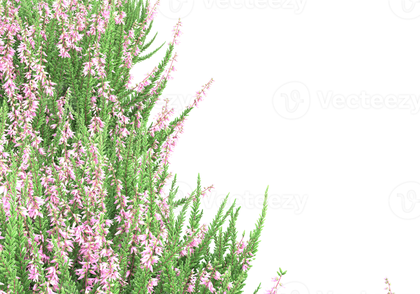 Grass with flowers isolated on transparent background. 3d rendering - illustration png