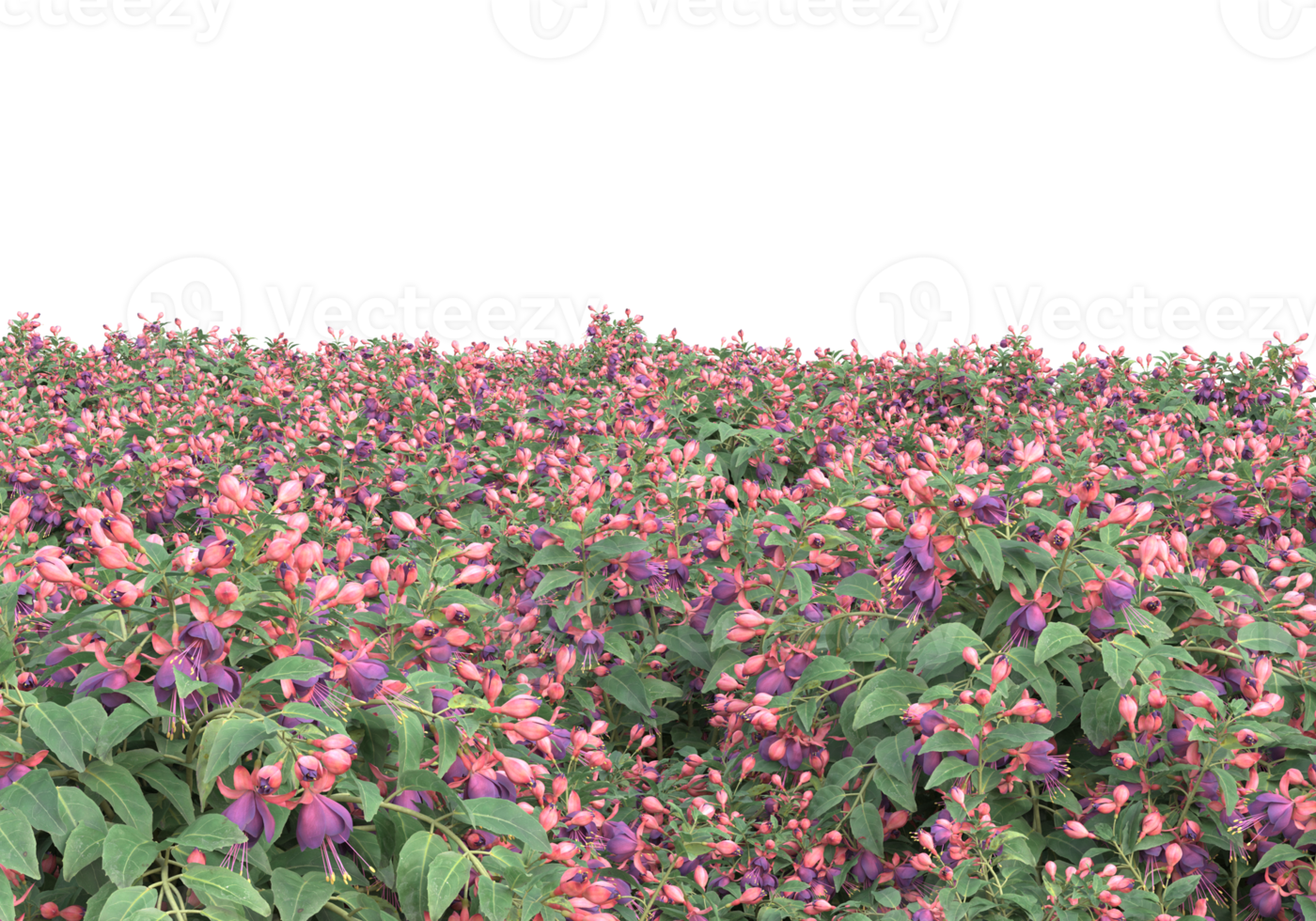 Grass with flowers isolated on transparent background. 3d rendering - illustration png
