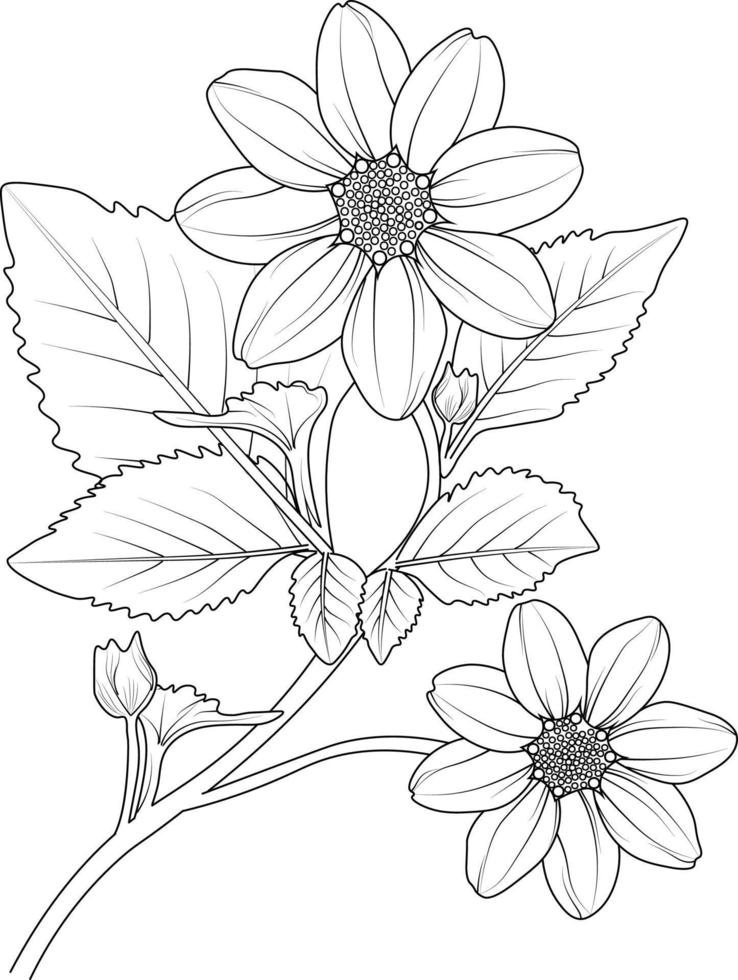 Dahlia flower line art, vector illustration, hand-drawn pencil sketch, coloring book, and page, isolated on white background clip art. coloring pages.