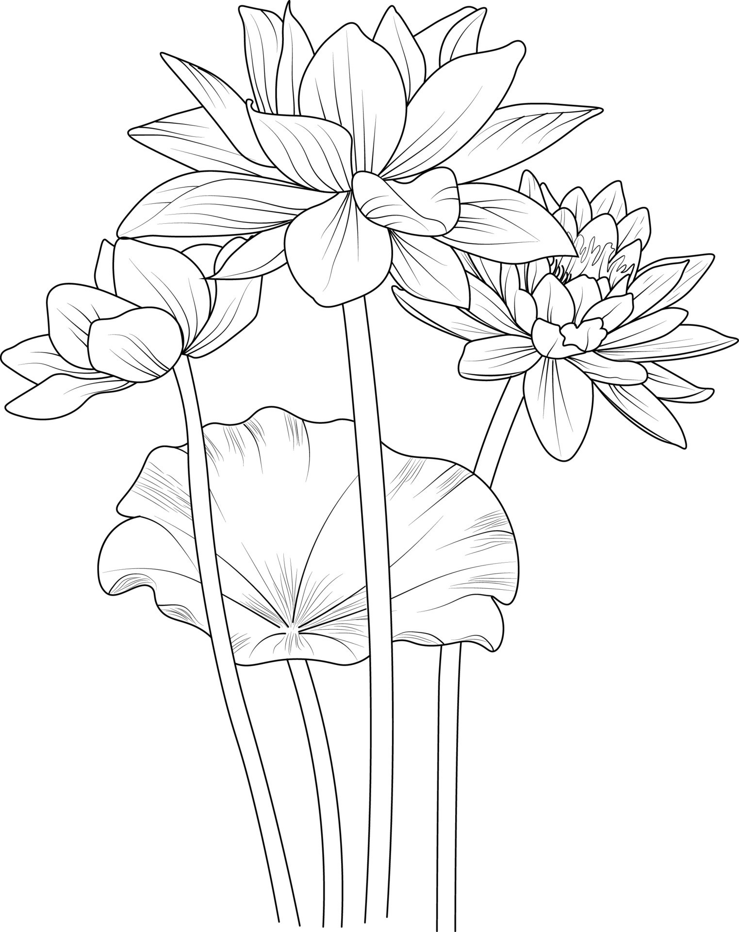 Lotus flower outline, Beautiful botanical floral pattern illustration