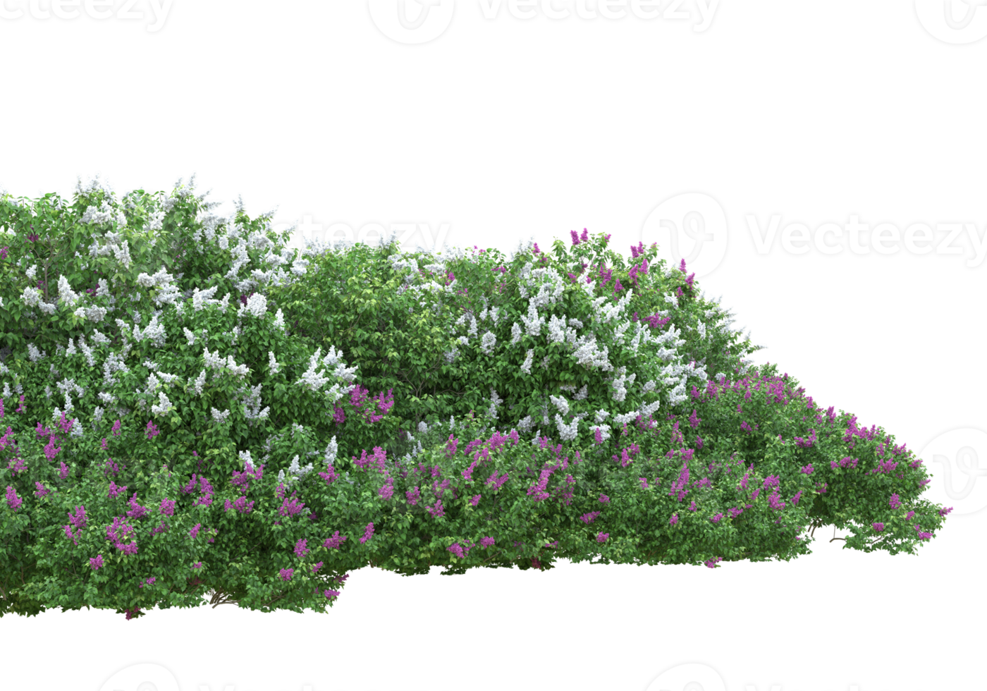 Grass with flowers isolated on transparent background. 3d rendering - illustration png