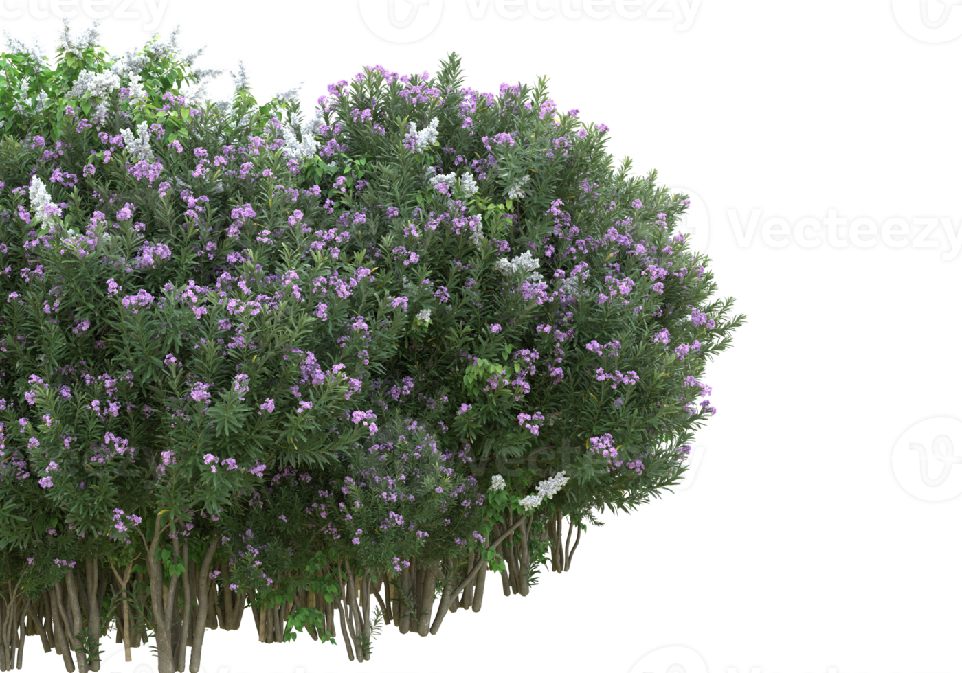 Grass with flowers isolated on transparent background. 3d rendering - illustration png