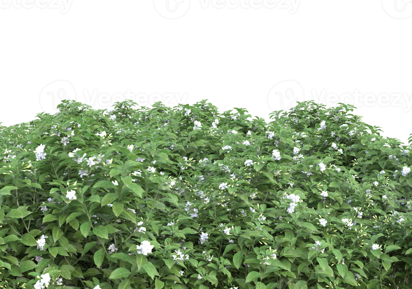 Grass with flowers isolated on transparent background. 3d rendering - illustration png
