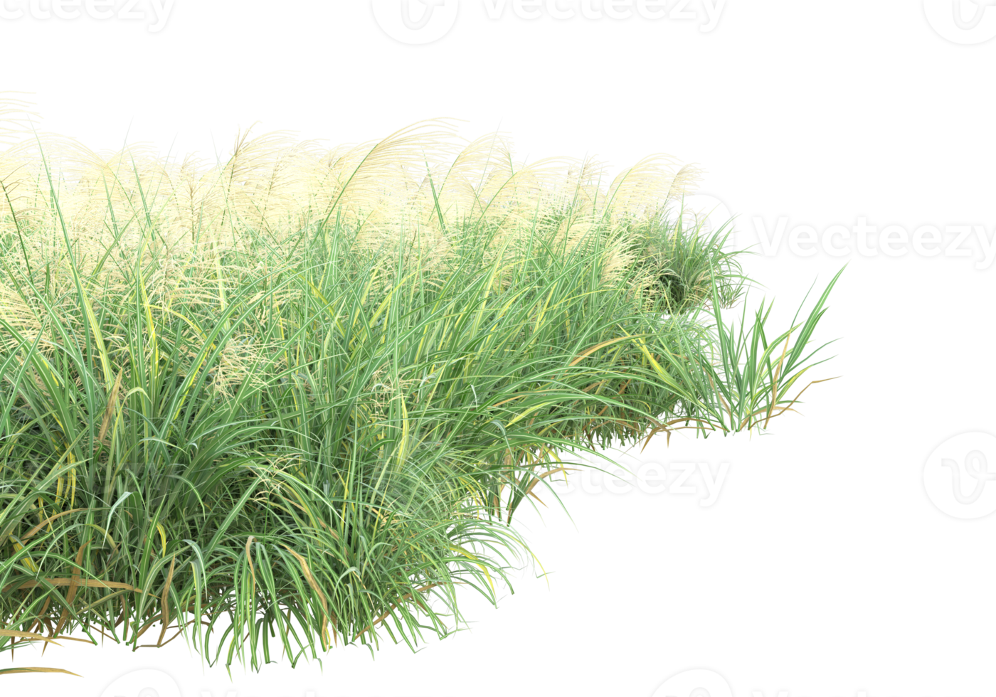 Grass with flowers isolated on transparent background. 3d rendering - illustration png