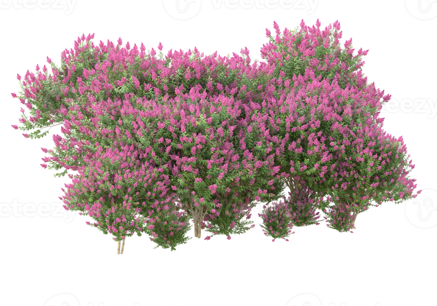 Grass with flowers isolated on transparent background. 3d rendering - illustration png