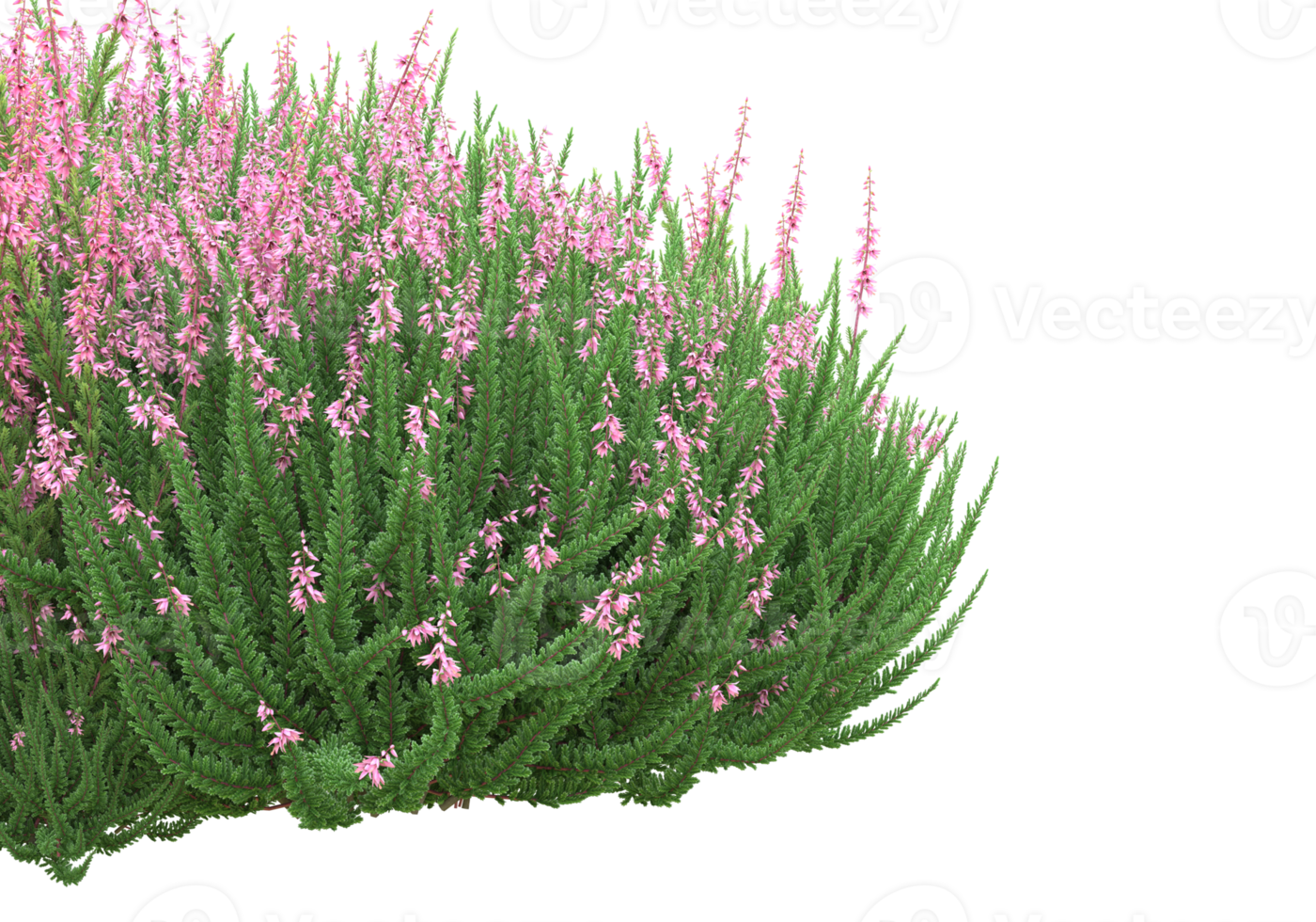 Grass with flowers isolated on transparent background. 3d rendering - illustration png