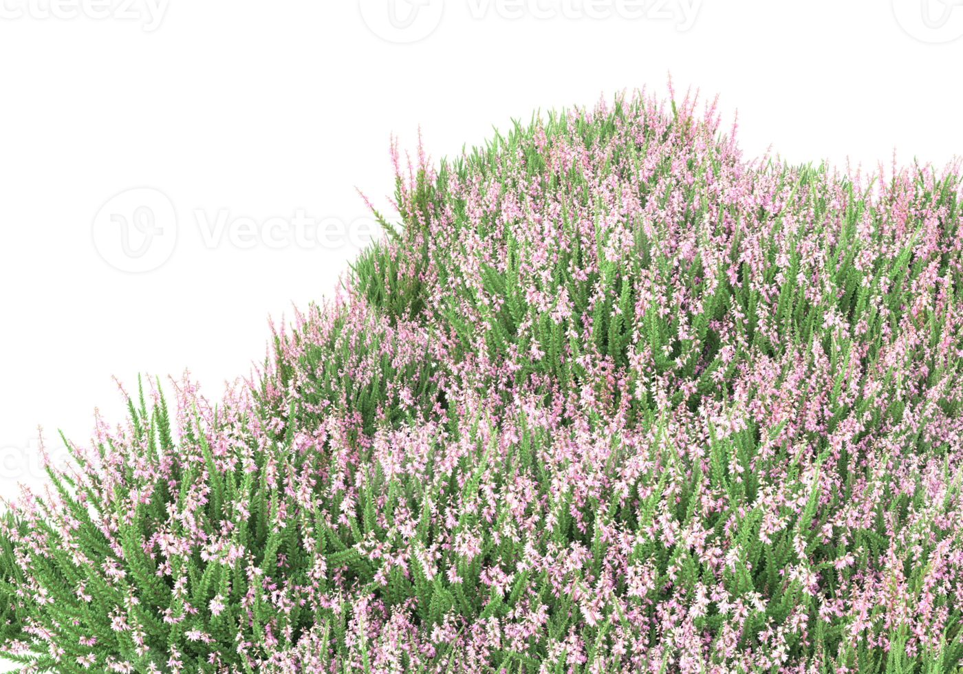 Grass with flowers isolated on transparent background. 3d rendering - illustration png