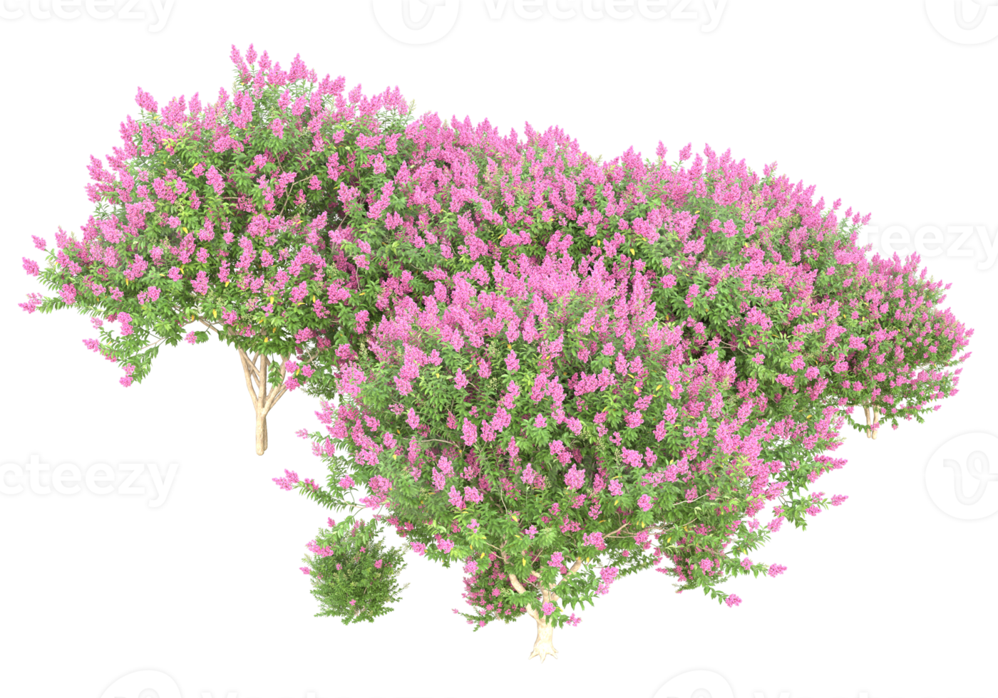 Grass with flowers isolated on transparent background. 3d rendering - illustration png