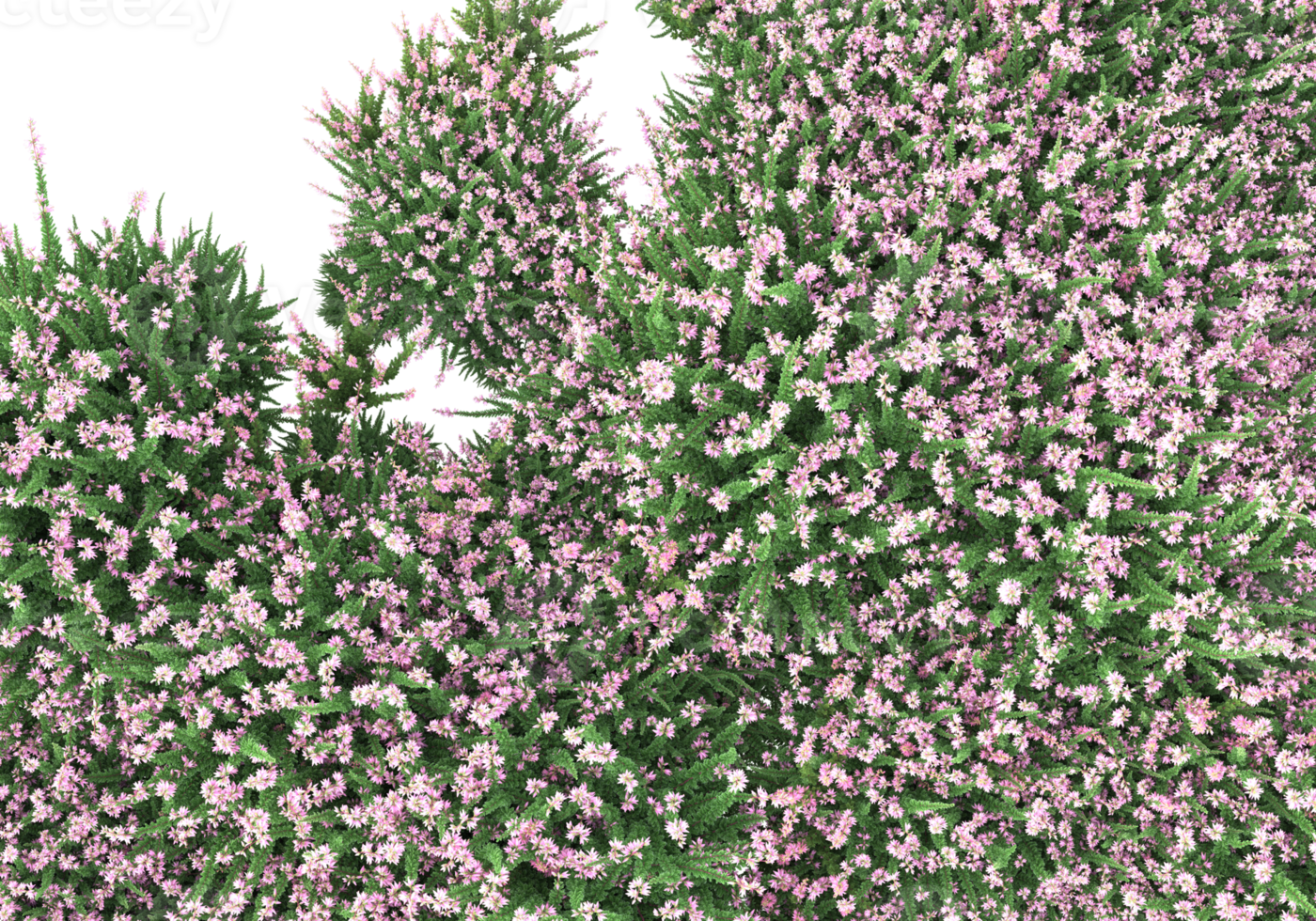 Grass with flowers isolated on transparent background. 3d rendering - illustration png