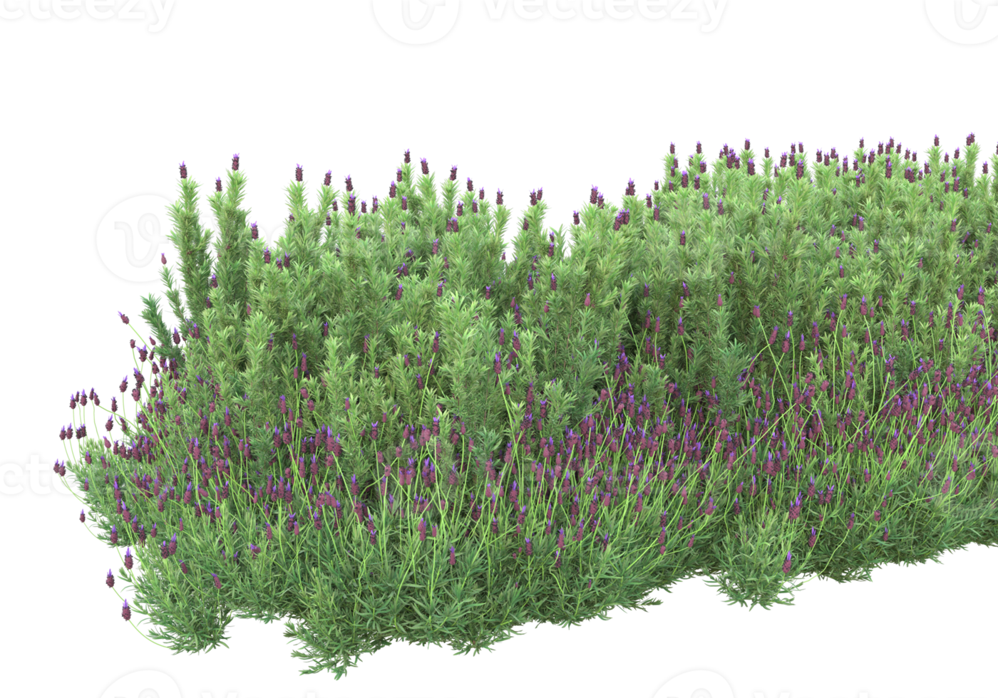 Grass with flowers isolated on transparent background. 3d rendering - illustration png