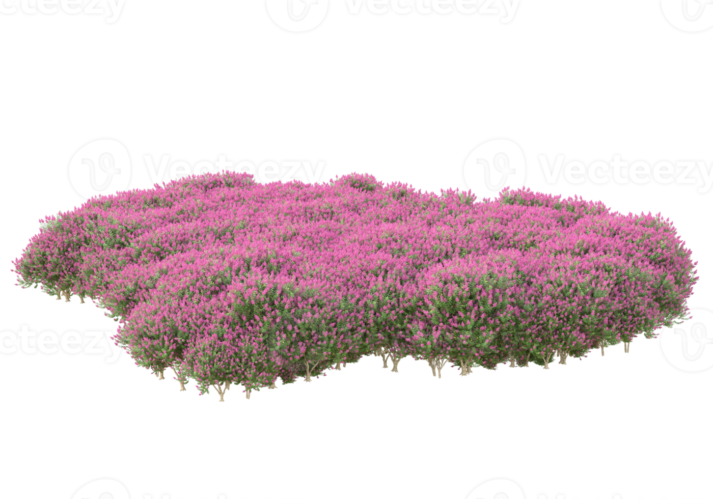 Grass with flowers isolated on transparent background. 3d rendering - illustration png