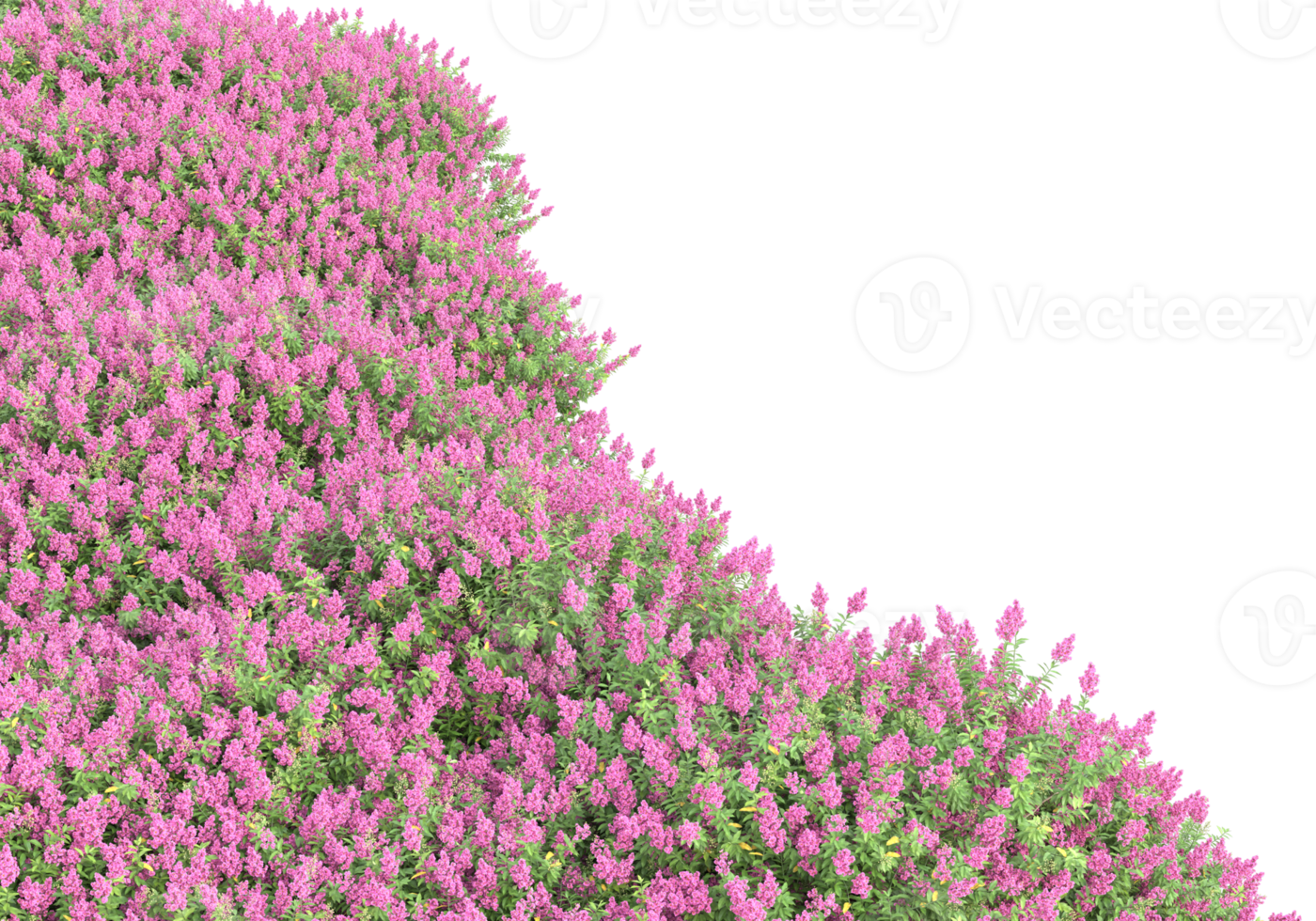 Grass with flowers isolated on transparent background. 3d rendering - illustration png