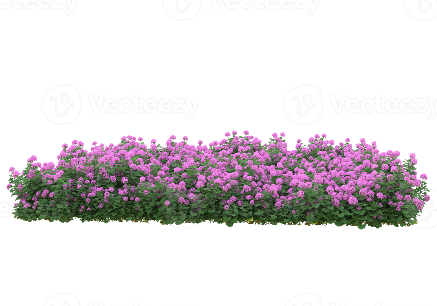 Gras mit Blumen isoliert auf transparentem Hintergrund. 3D-Rendering - Abbildung png