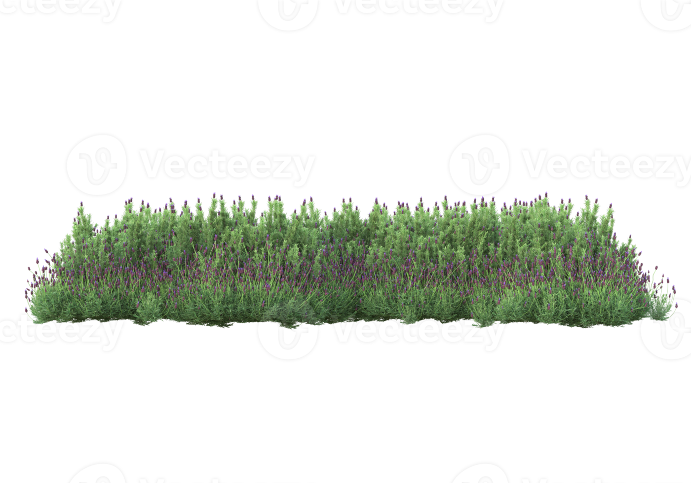 Grass with flowers isolated on transparent background. 3d rendering - illustration png