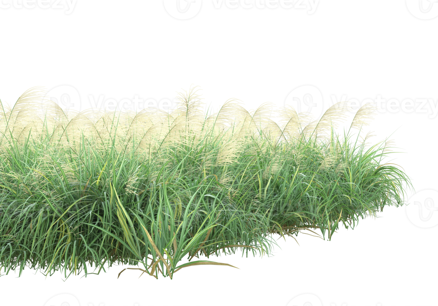 Grass with flowers isolated on transparent background. 3d rendering - illustration png