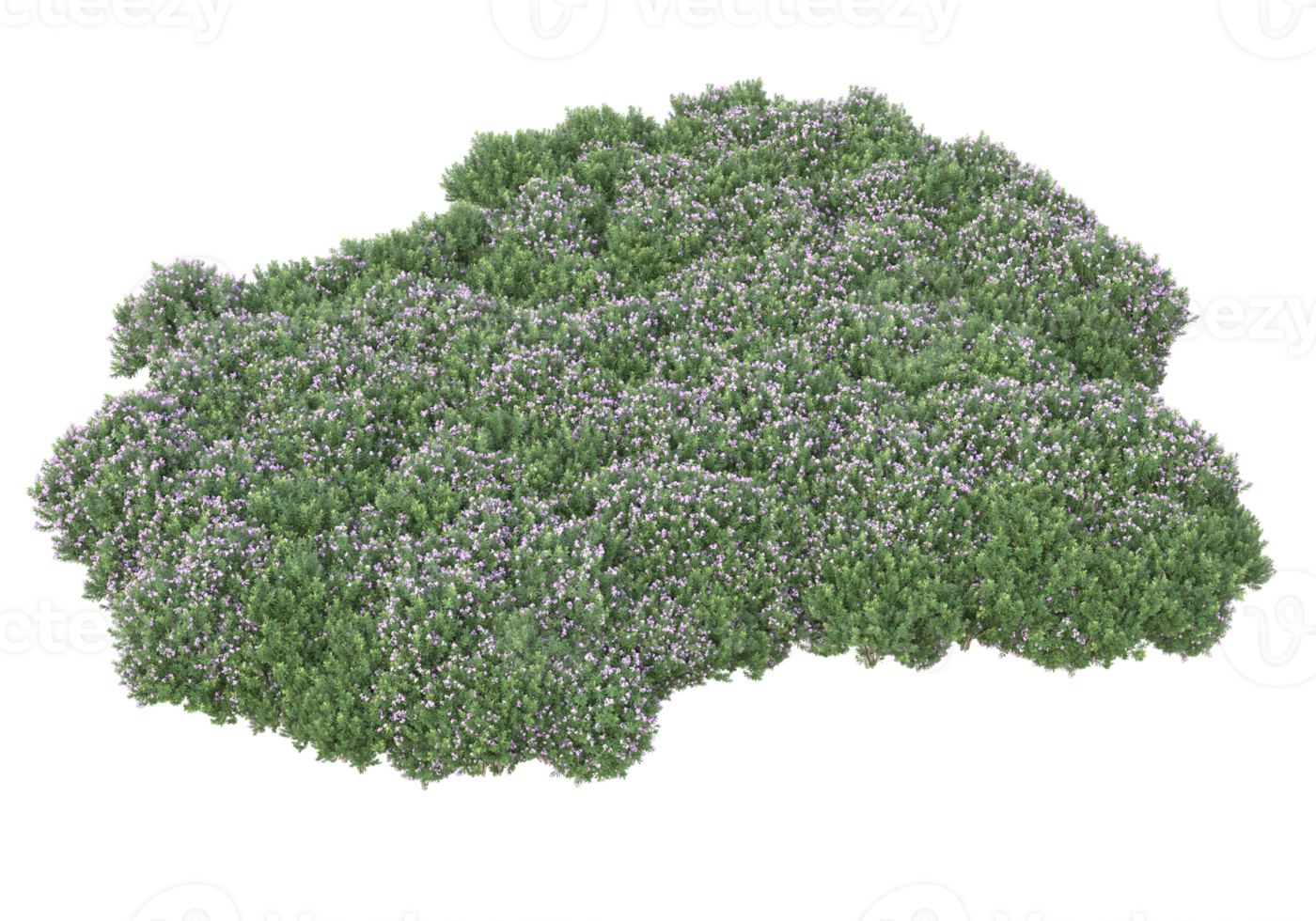 Grass with flowers isolated on transparent background. 3d rendering - illustration png