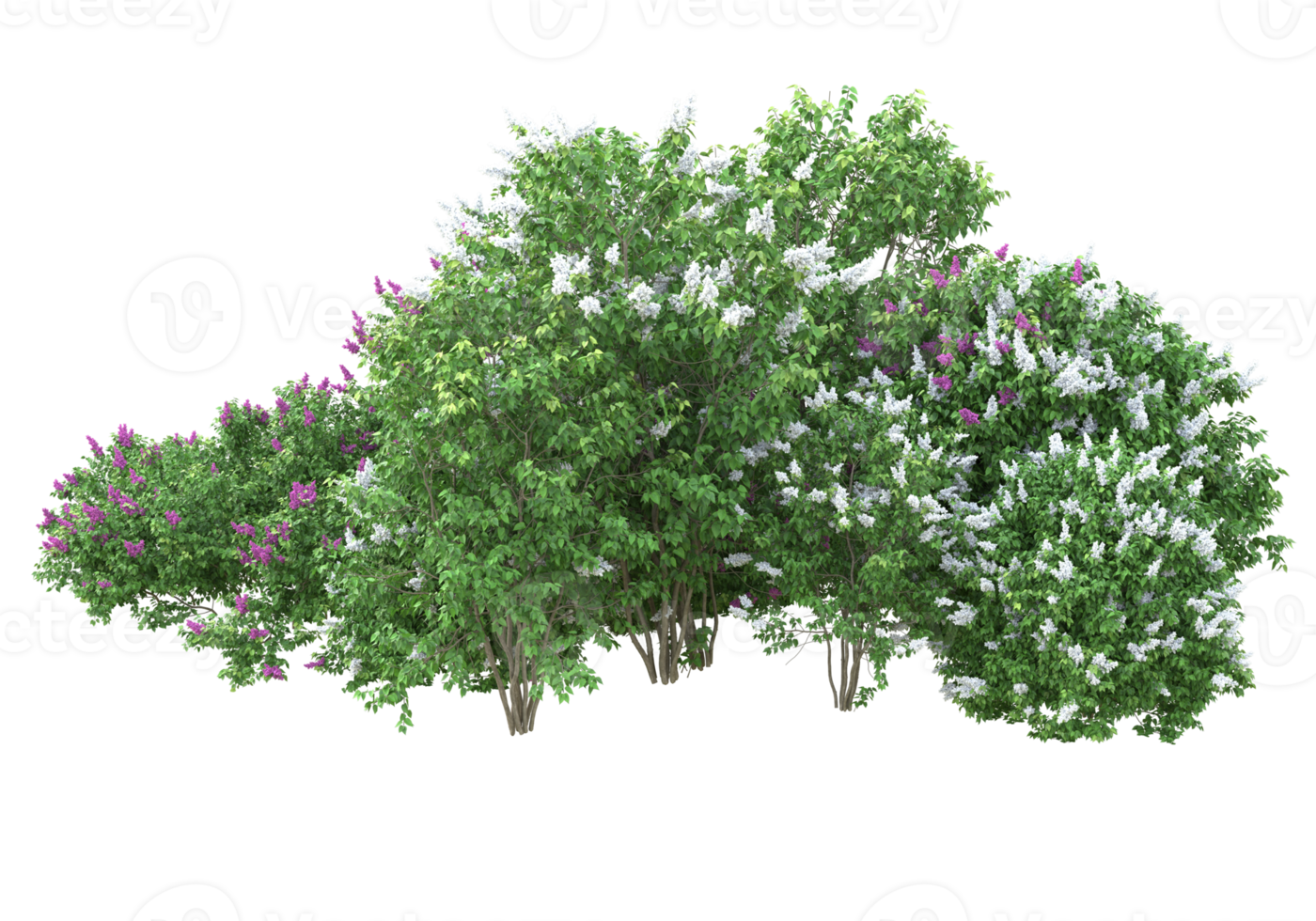 Grass with flowers isolated on transparent background. 3d rendering - illustration png