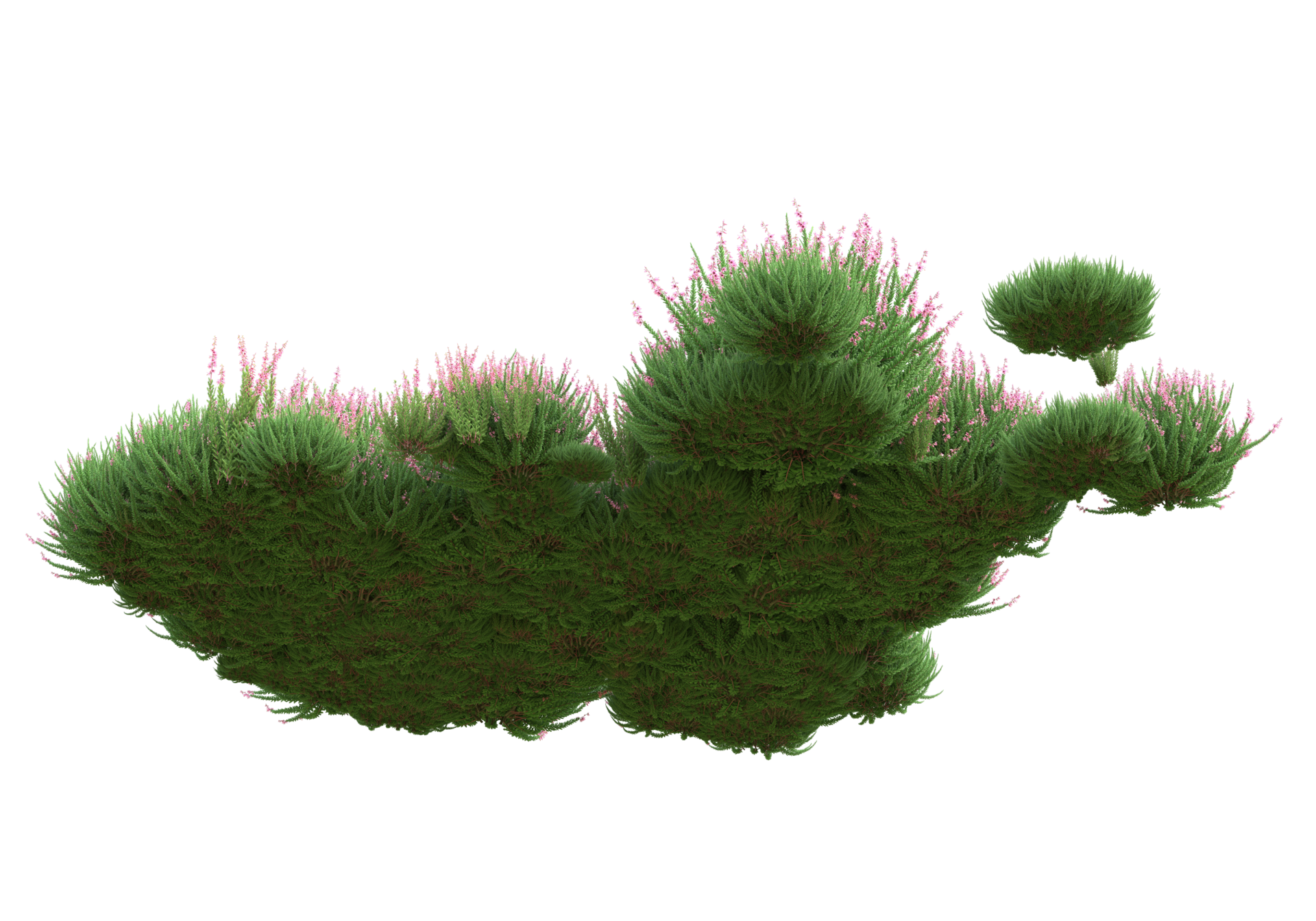 Grass with flowers isolated on transparent background. 3d rendering