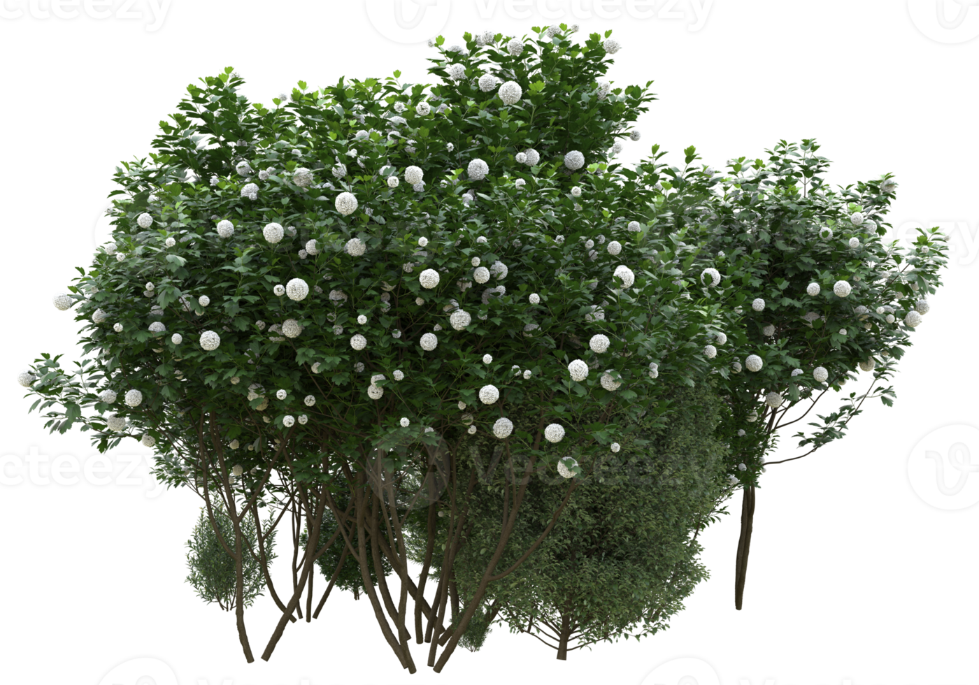Grass with flowers isolated on transparent background. 3d rendering - illustration png