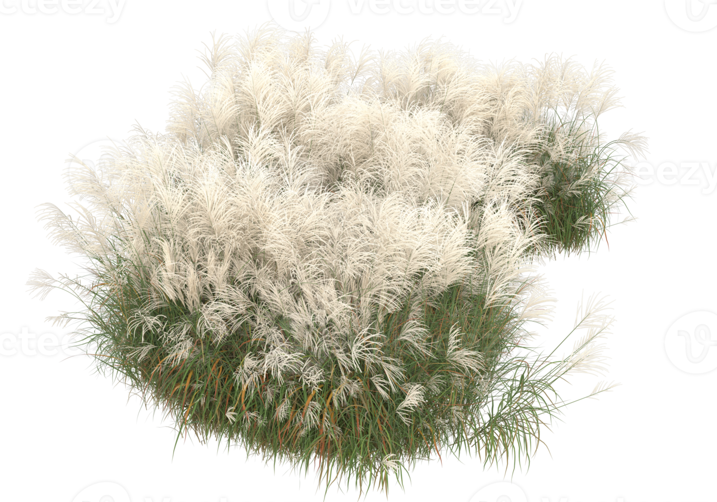 Grass with flowers isolated on transparent background. 3d rendering - illustration png