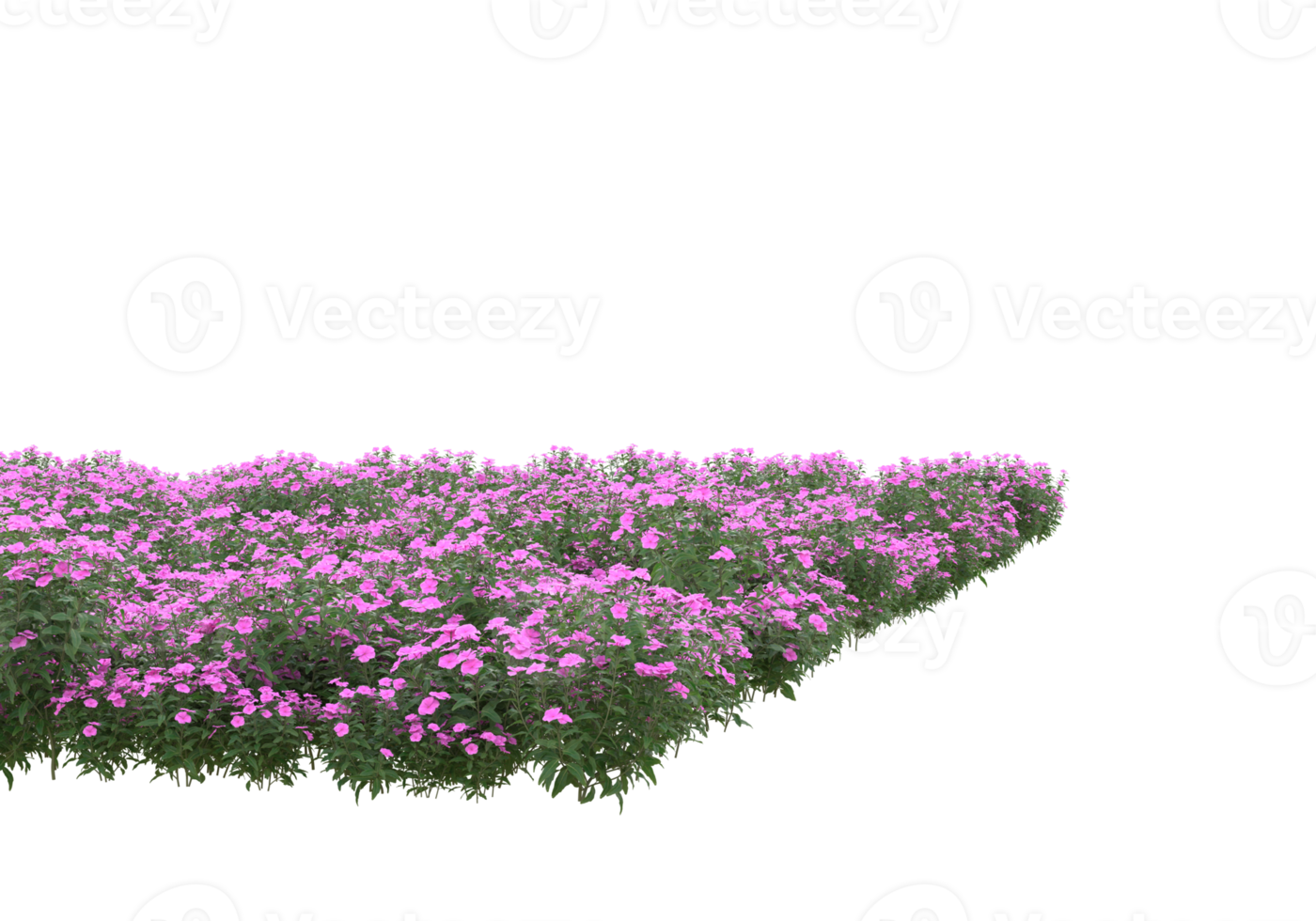 Grass with flowers isolated on transparent background. 3d rendering - illustration png
