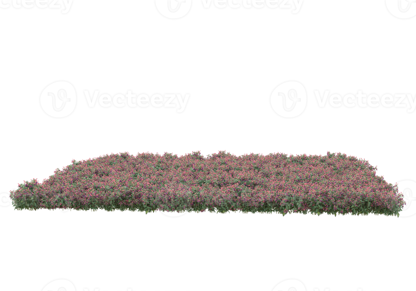 Grass with flowers isolated on transparent background. 3d rendering - illustration png
