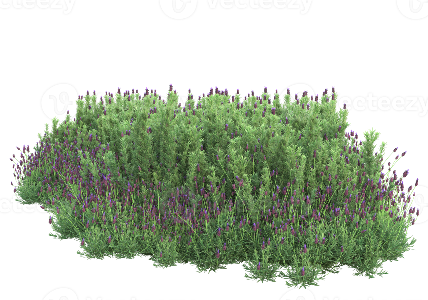 Grass with flowers isolated on transparent background. 3d rendering - illustration png