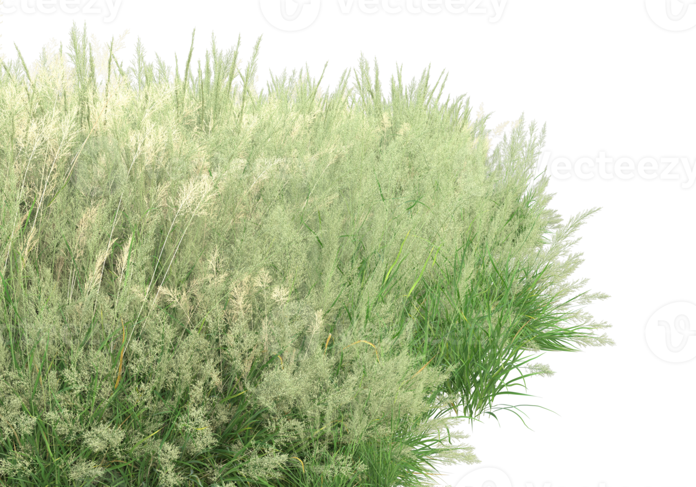 Grass with flowers isolated on transparent background. 3d rendering - illustration png