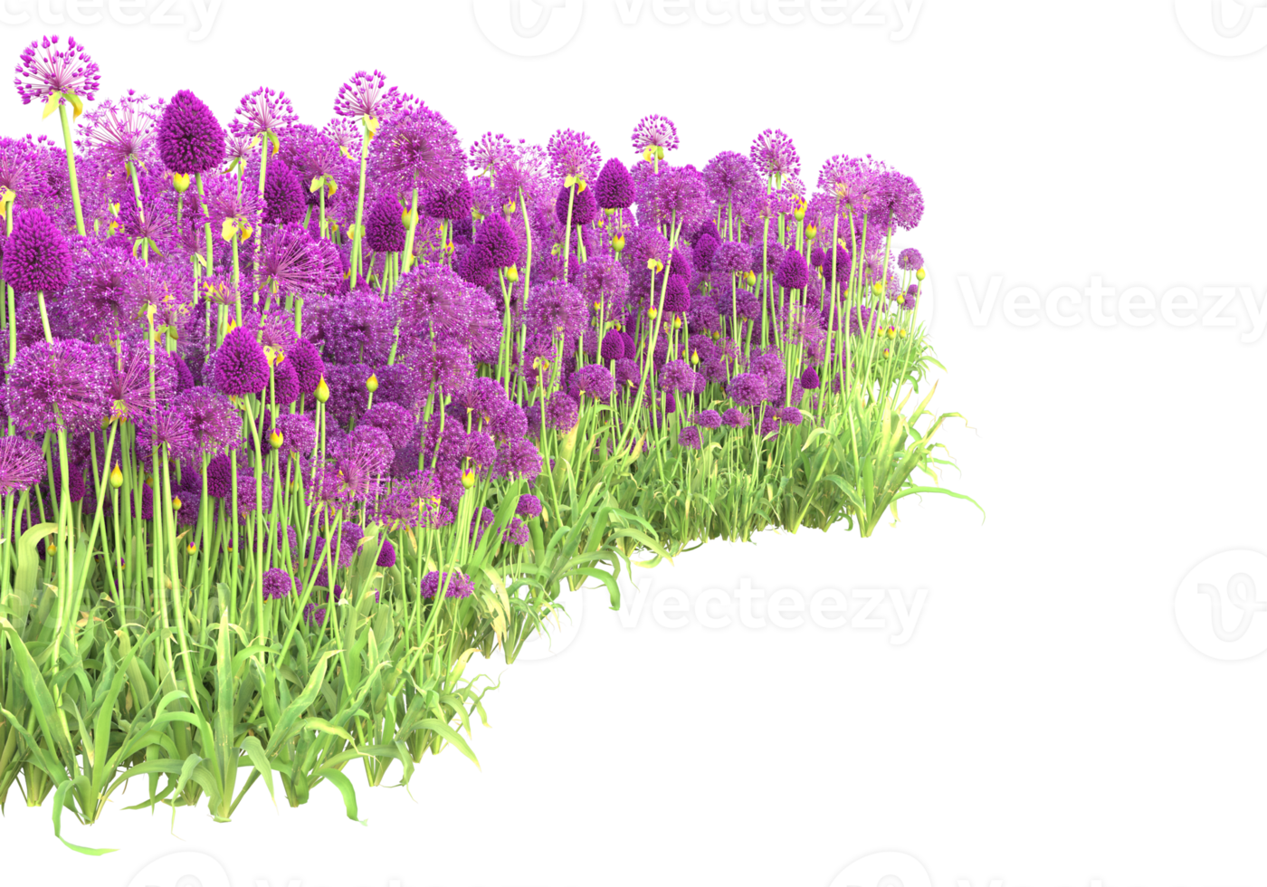 Grass with flowers isolated on transparent background. 3d rendering - illustration png