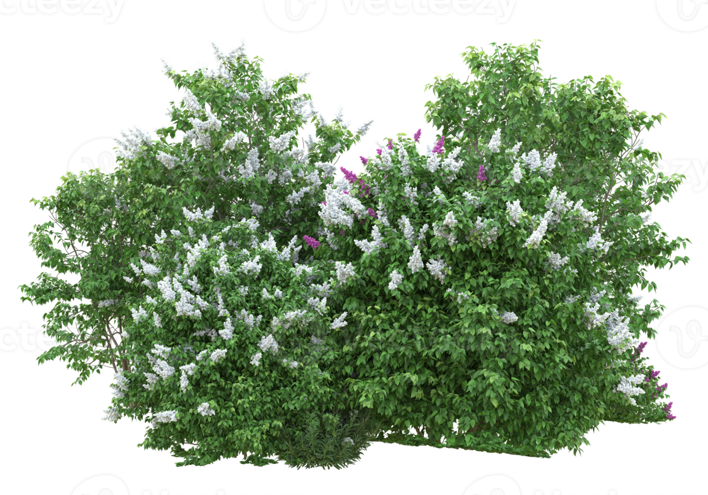 Grass with flowers isolated on transparent background. 3d rendering - illustration png