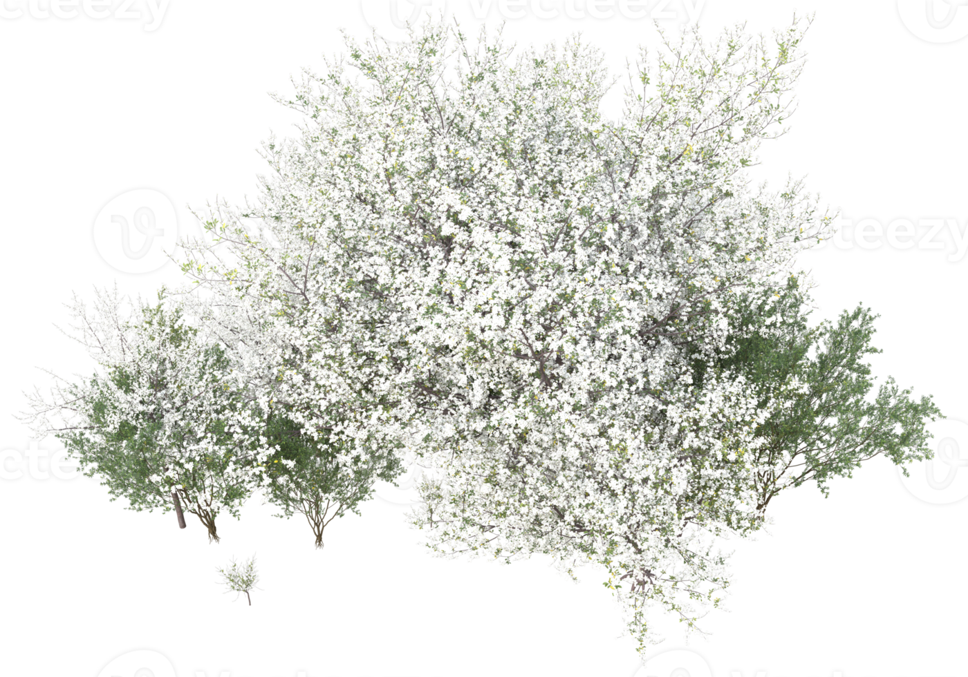 Grass with flowers isolated on transparent background. 3d rendering - illustration png