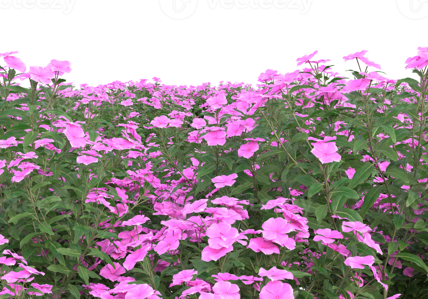 Grass with flowers isolated on transparent background. 3d rendering - illustration png