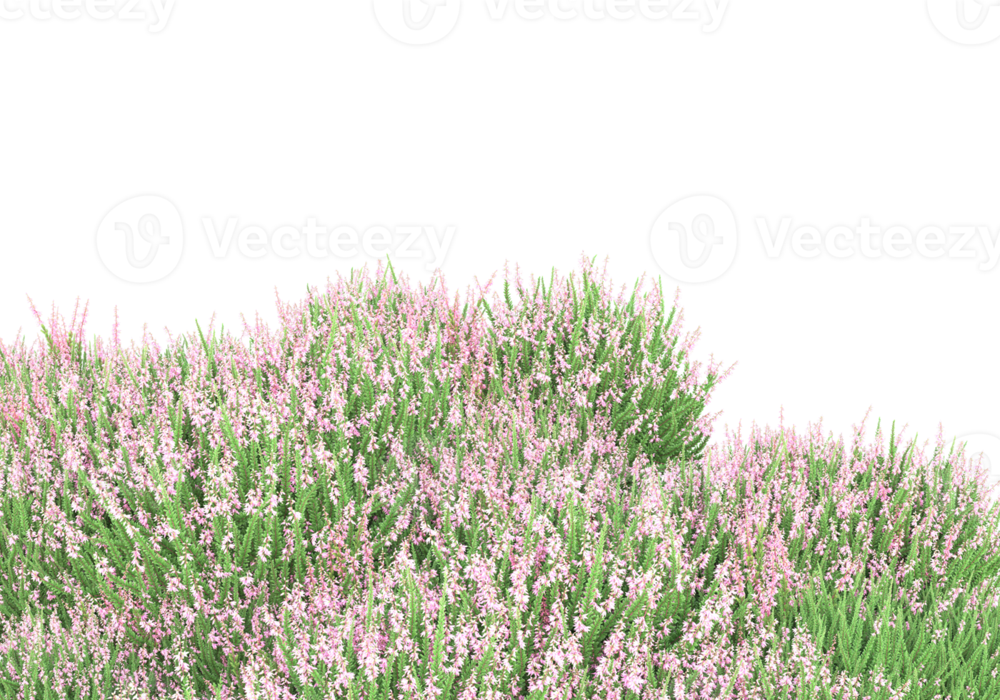 Grass with flowers isolated on transparent background. 3d rendering - illustration png