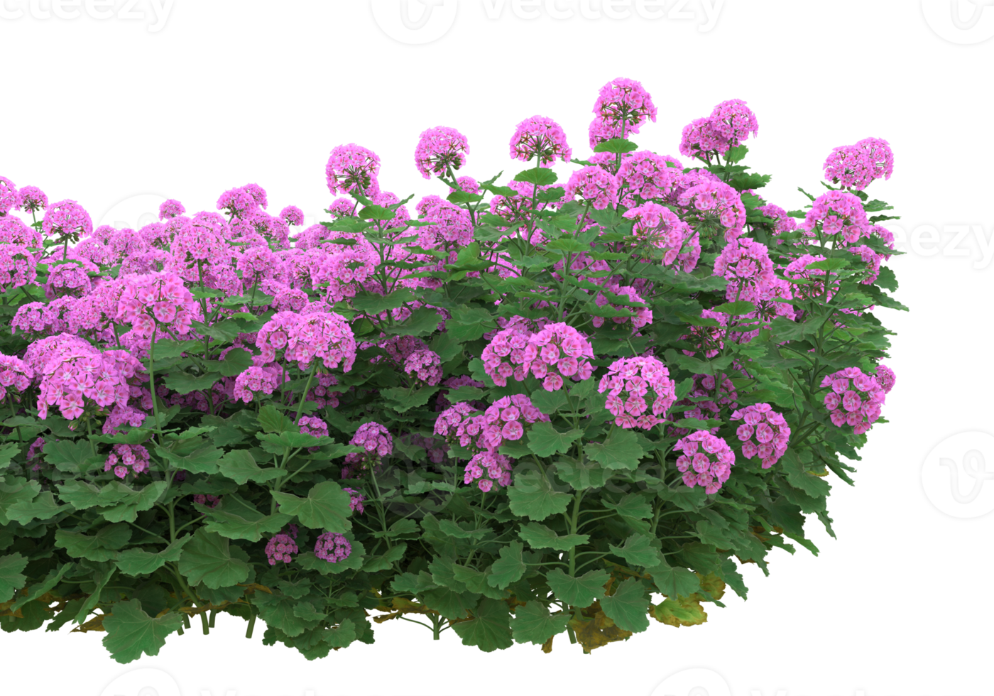 Grass with flowers isolated on transparent background. 3d rendering