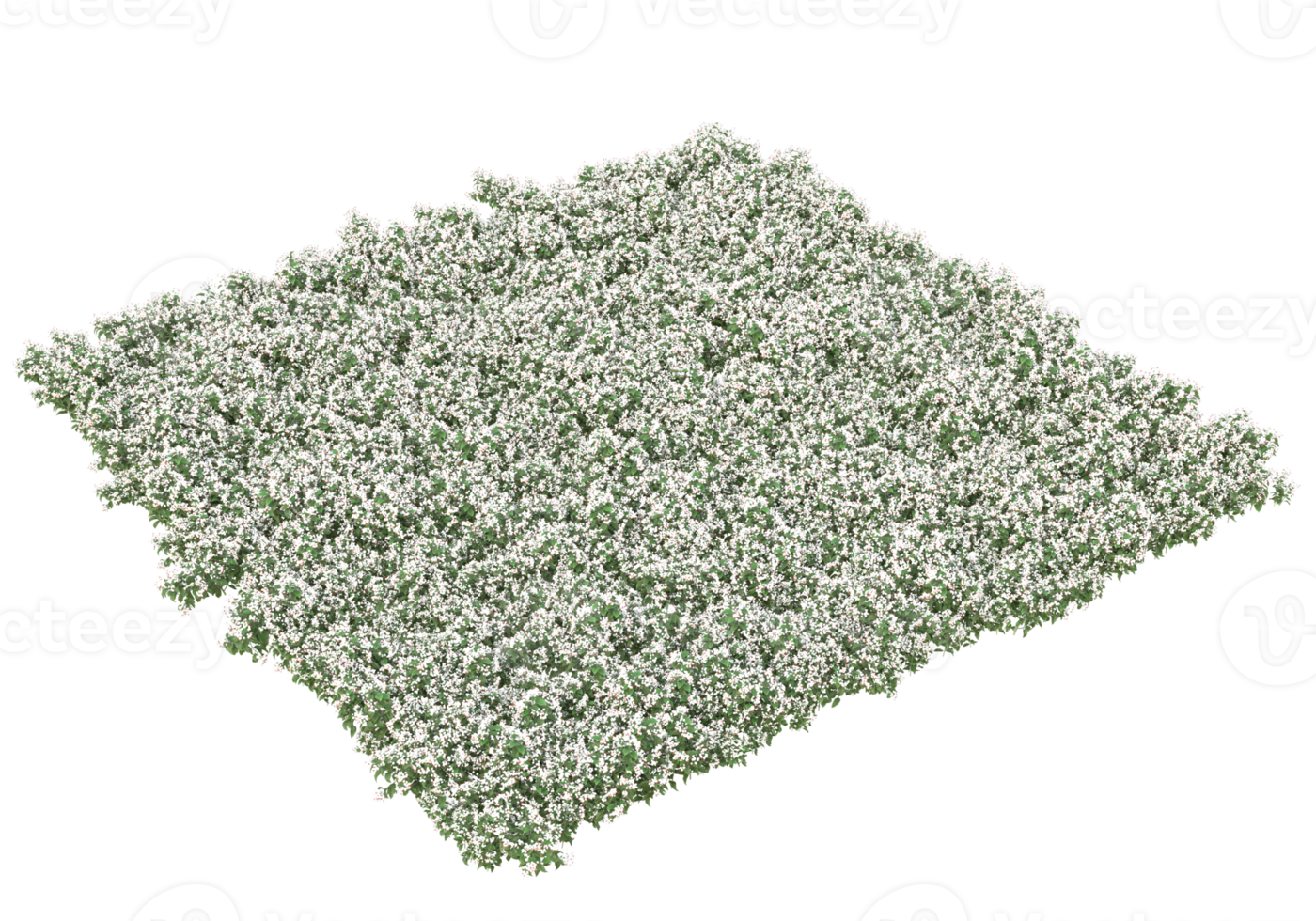 gras met bloemen geïsoleerd Aan transparant achtergrond. 3d renderen - illustratie png