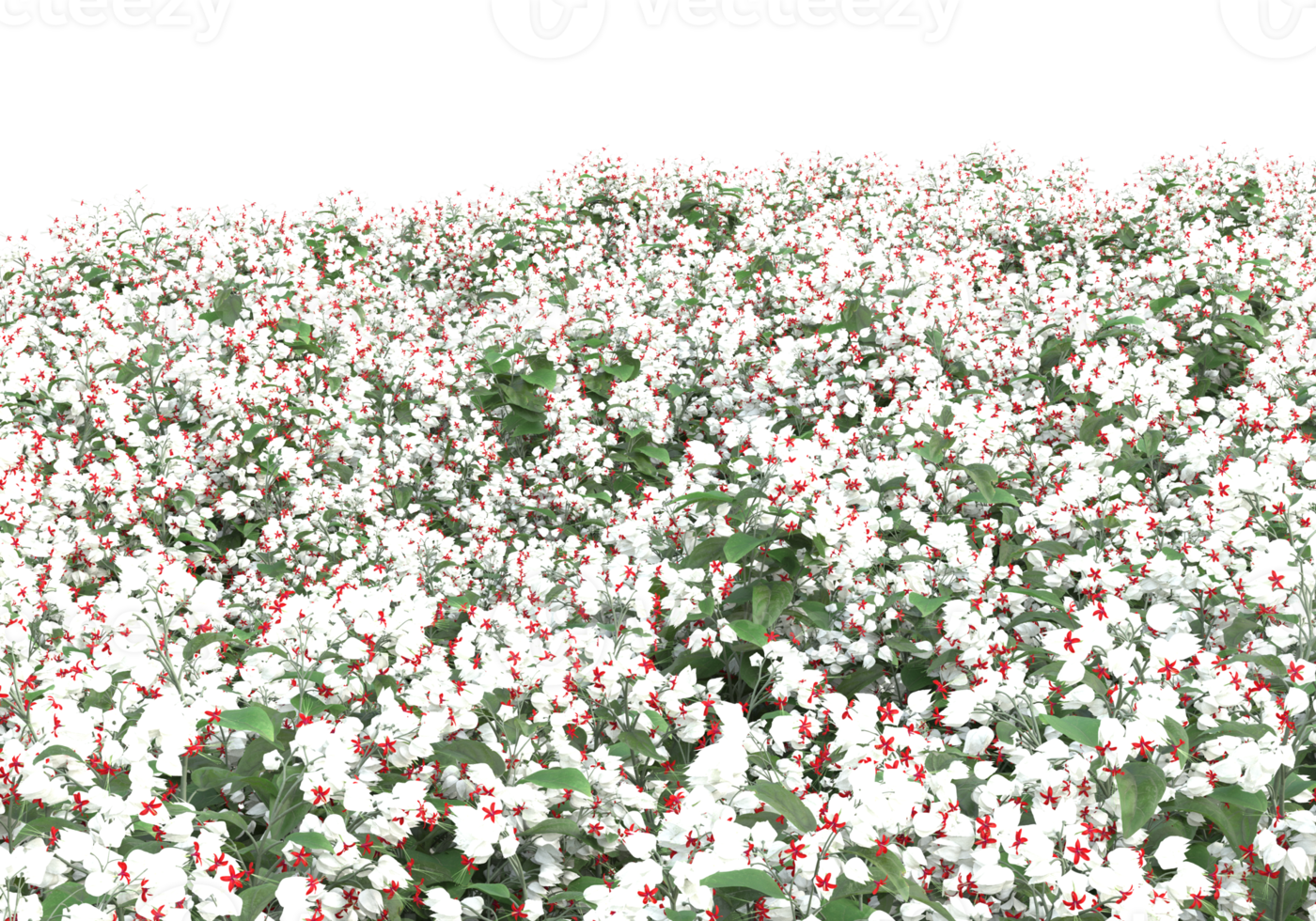 Grass with flowers isolated on transparent background. 3d rendering - illustration png