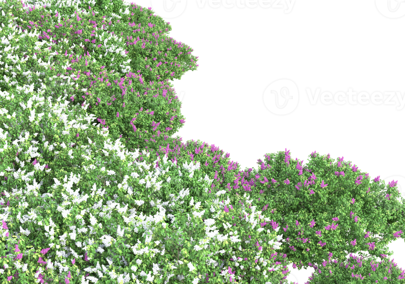 Grass with flowers isolated on transparent background. 3d rendering - illustration png