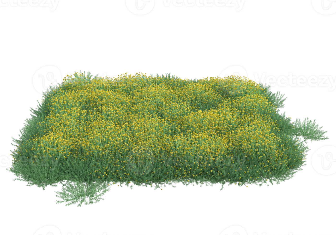 Grass with flowers isolated on transparent background. 3d rendering - illustration png
