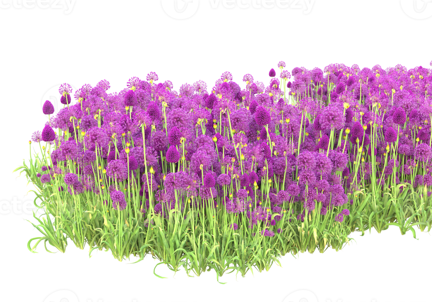 Grass with flowers isolated on transparent background. 3d rendering - illustration png