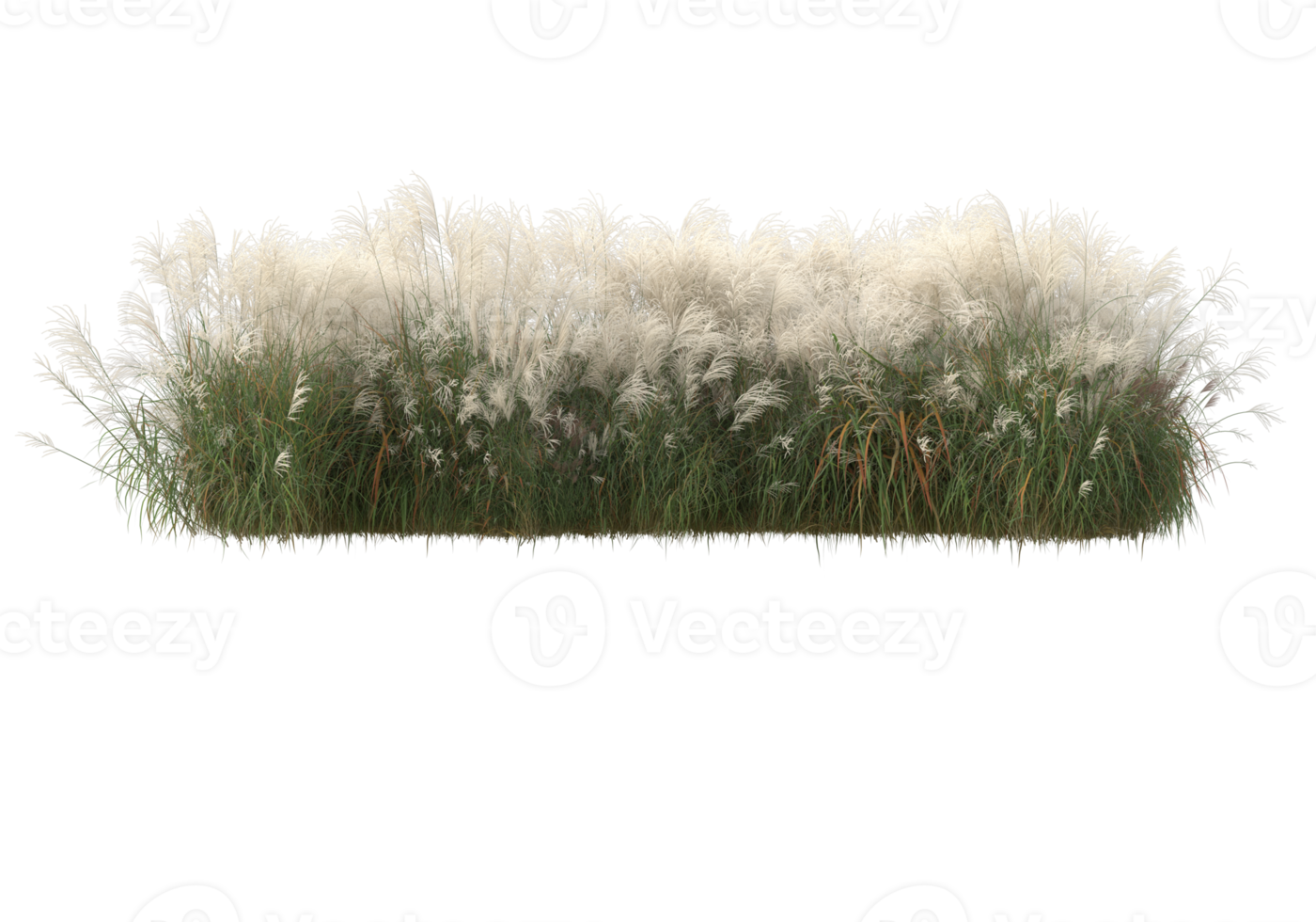 Grass with flowers isolated on transparent background. 3d rendering - illustration png