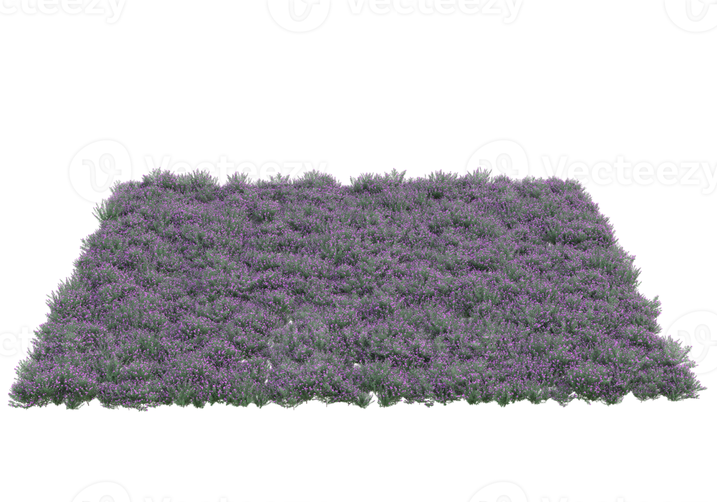 Grass with flowers isolated on transparent background. 3d rendering - illustration png