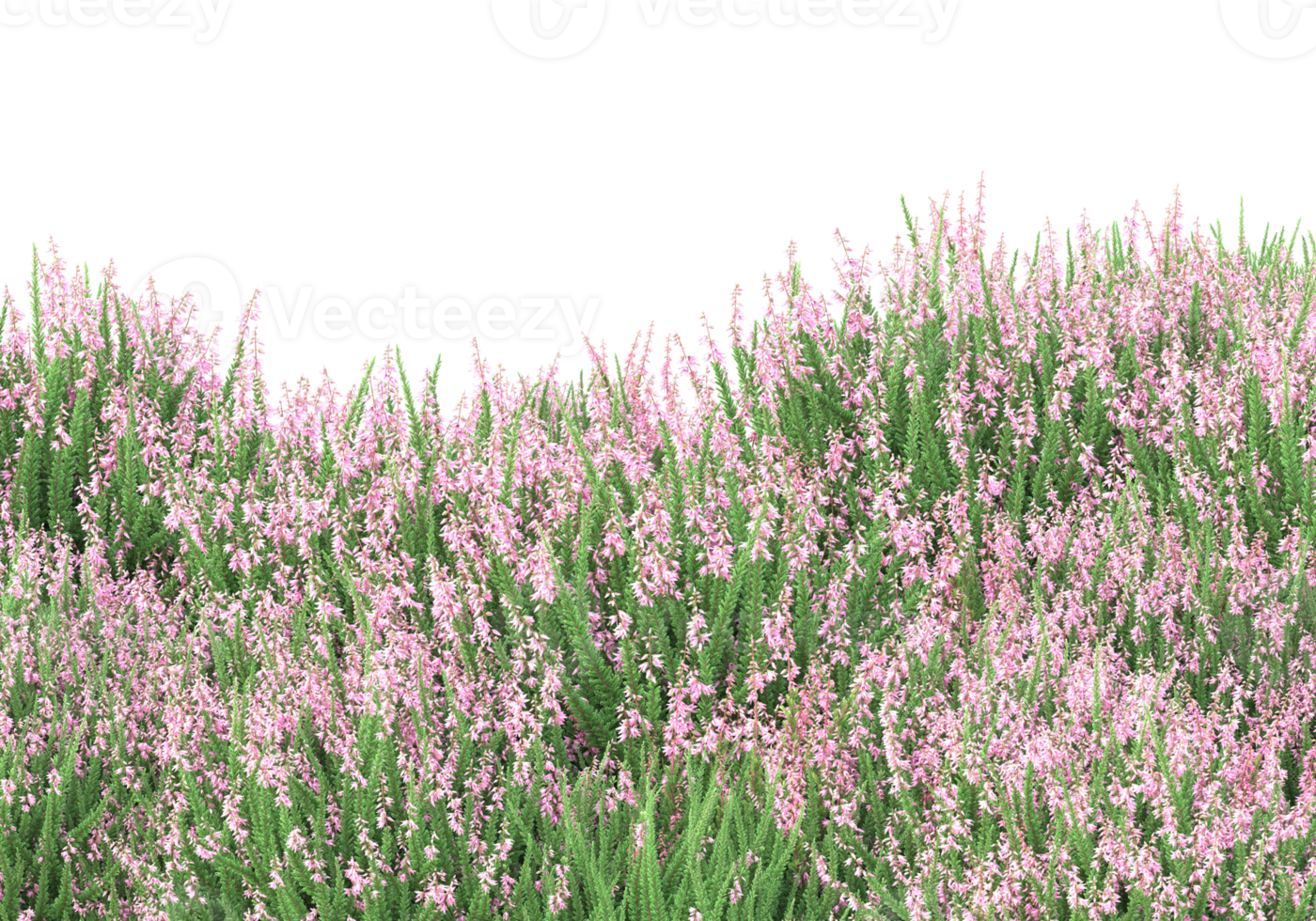 Grass with flowers isolated on transparent background. 3d rendering - illustration png