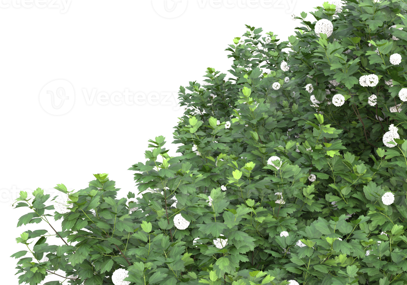 Grass with flowers isolated on transparent background. 3d rendering - illustration png