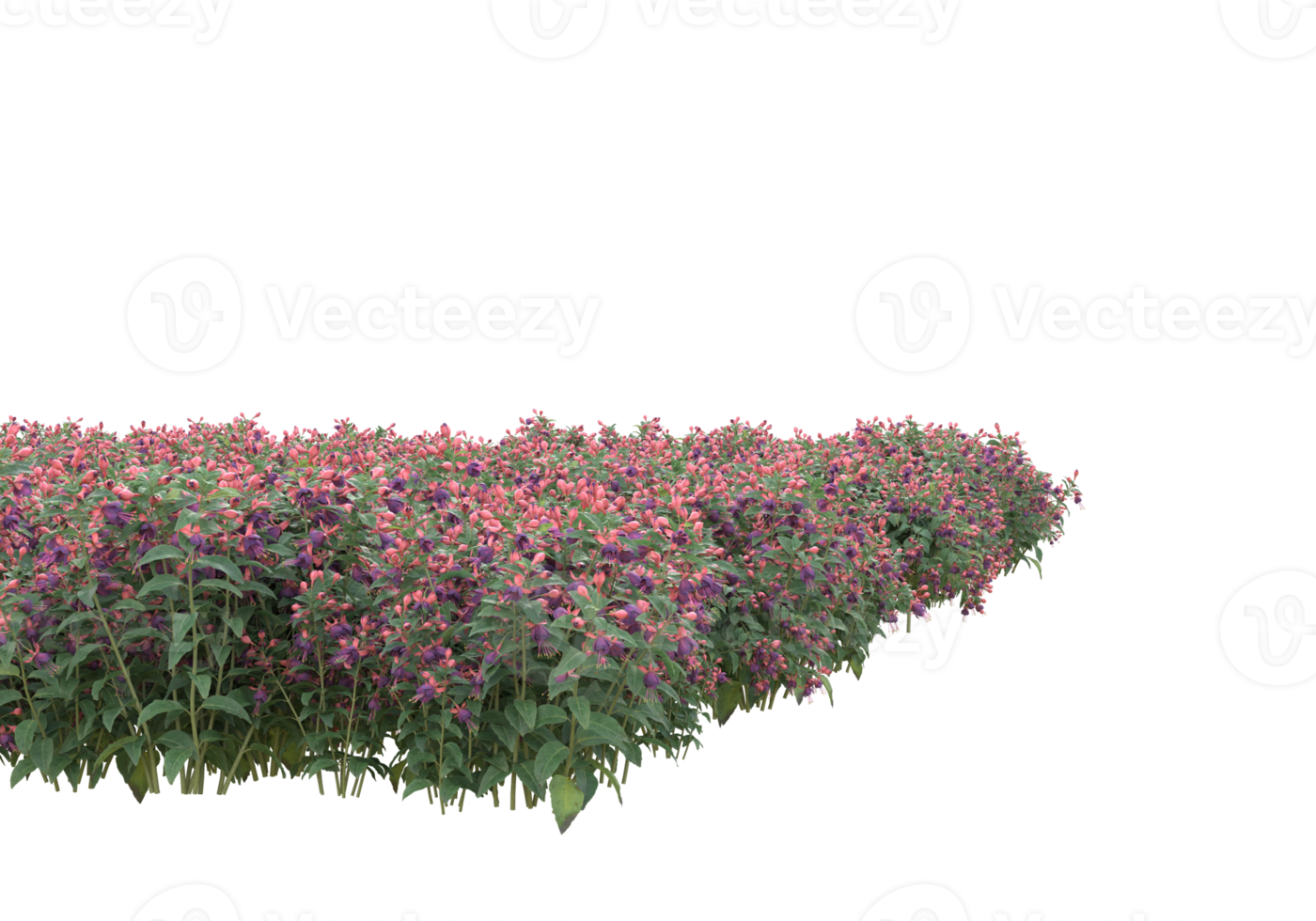 Grass with flowers isolated on transparent background. 3d rendering - illustration png
