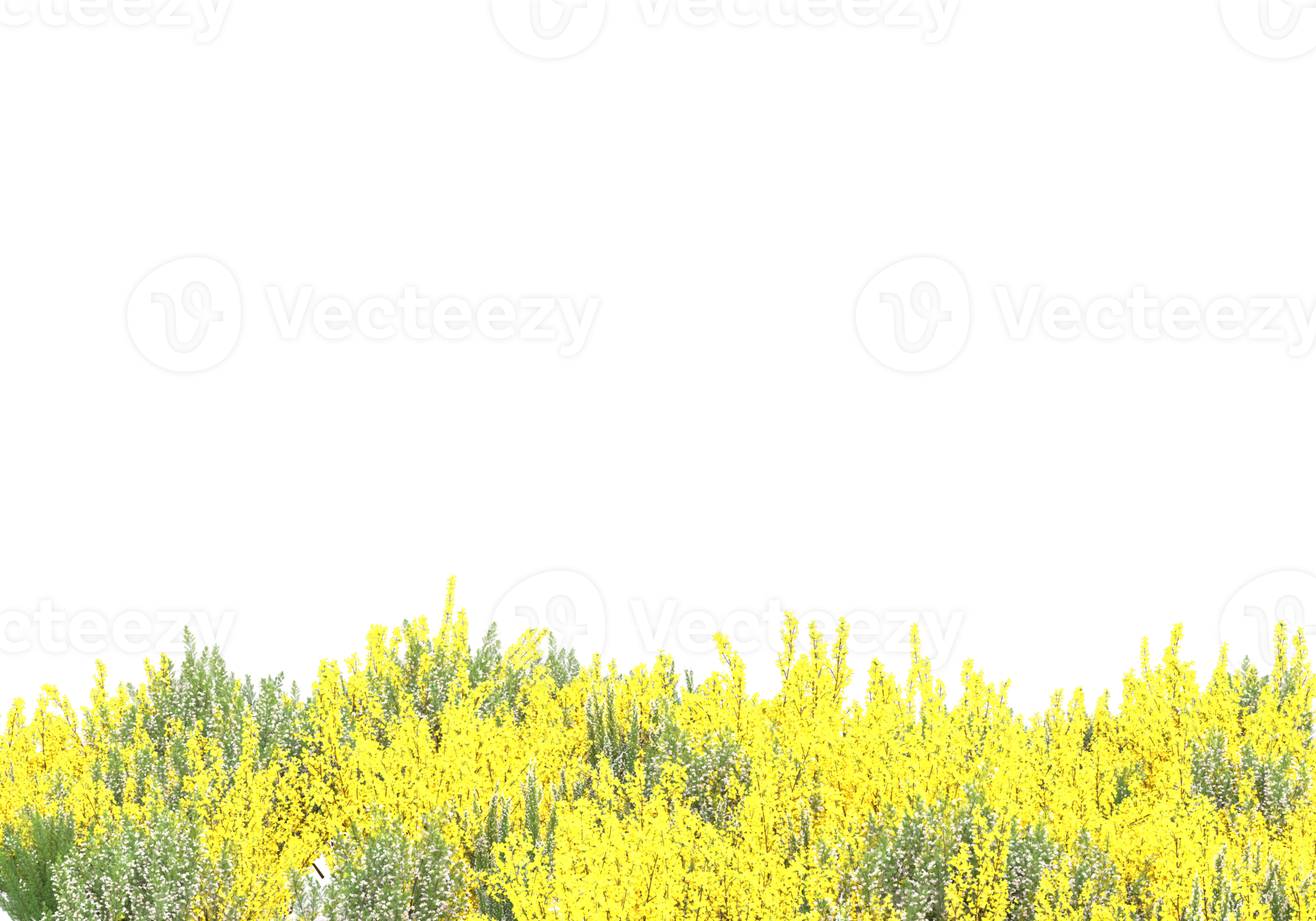 Grass with flowers isolated on transparent background. 3d rendering