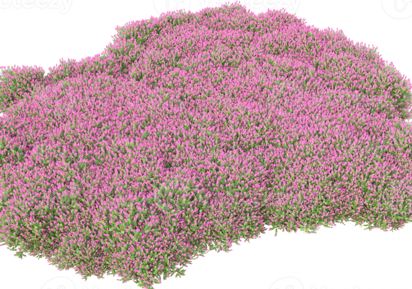 Grass with flowers isolated on transparent background. 3d rendering - illustration png