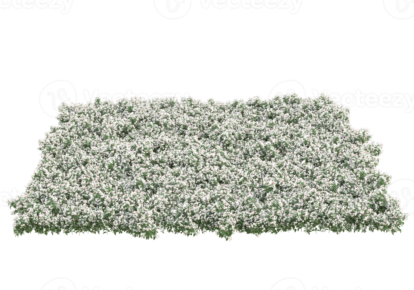 Grass with flowers isolated on transparent background. 3d rendering - illustration png