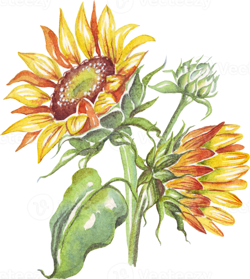 Yellow sunflower. Watercolor illustration. Hand-painting png